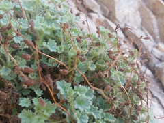 Phacelia perityloides
