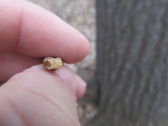 Sambucus racemosa racemosa