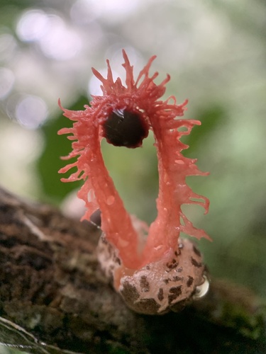Laternea pusilla