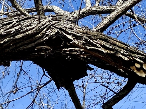 iNaturalist observation photo of Western Honey Bee