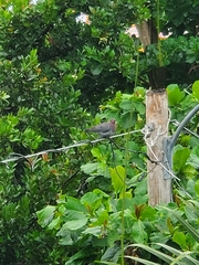 Patagioenas squamosa