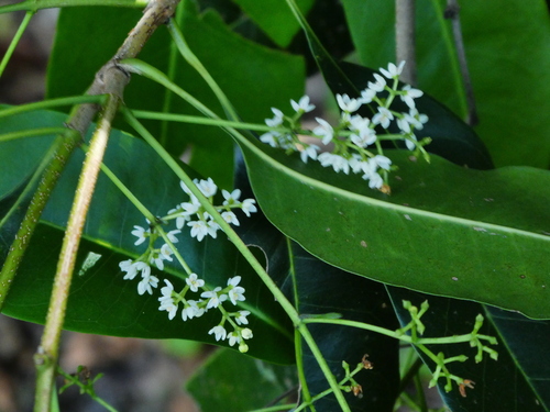 Native olive (Chionanthus ramiflorus)