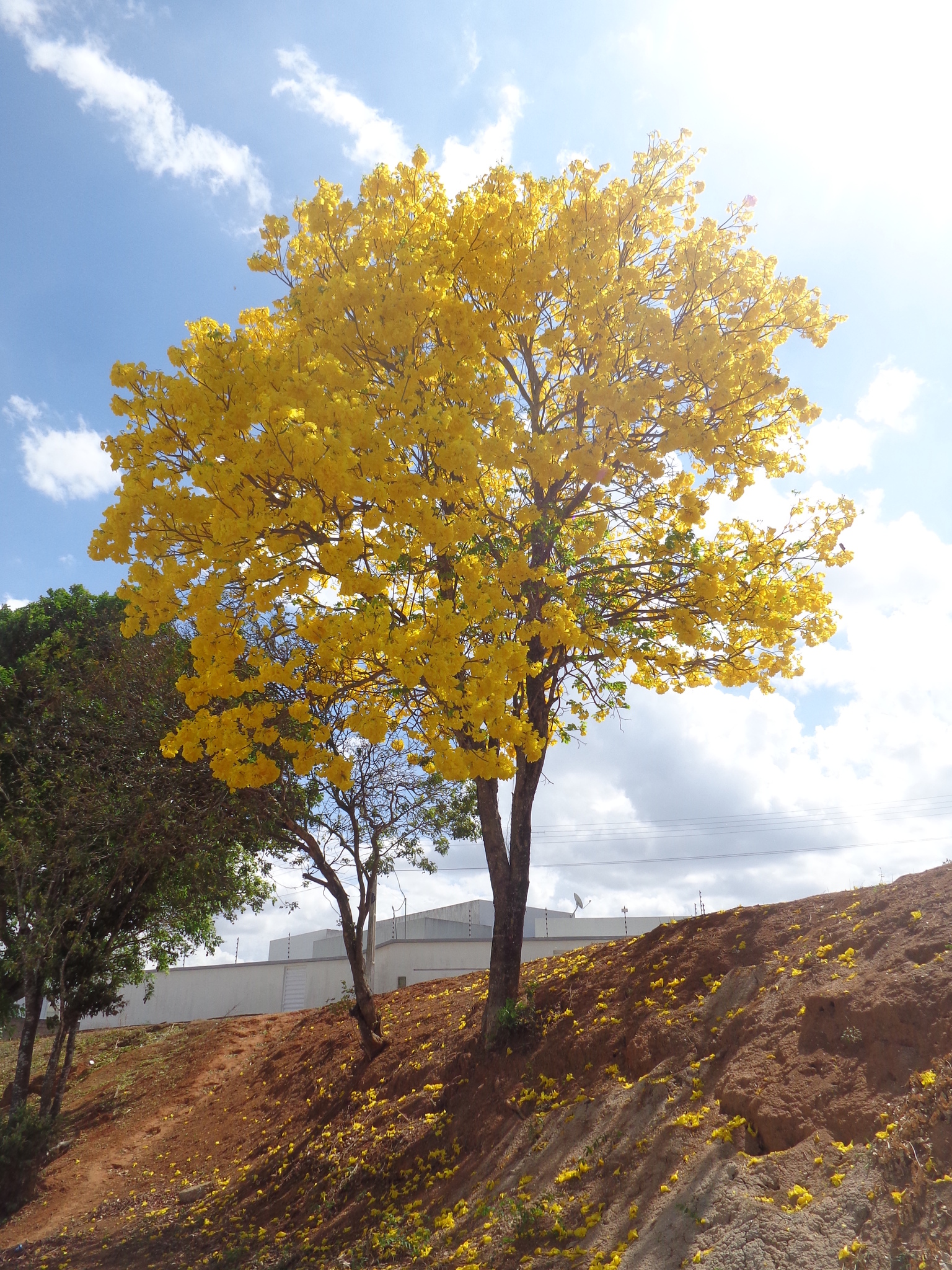 Imagem de Ipê-amarelo