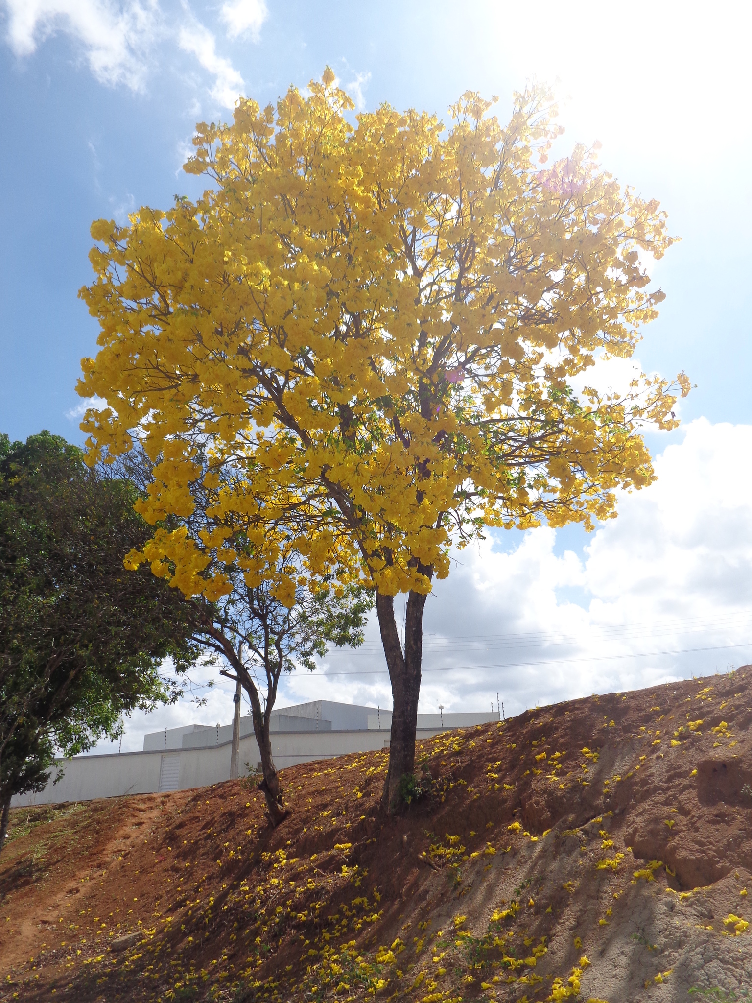 Imagem de Ipê-amarelo