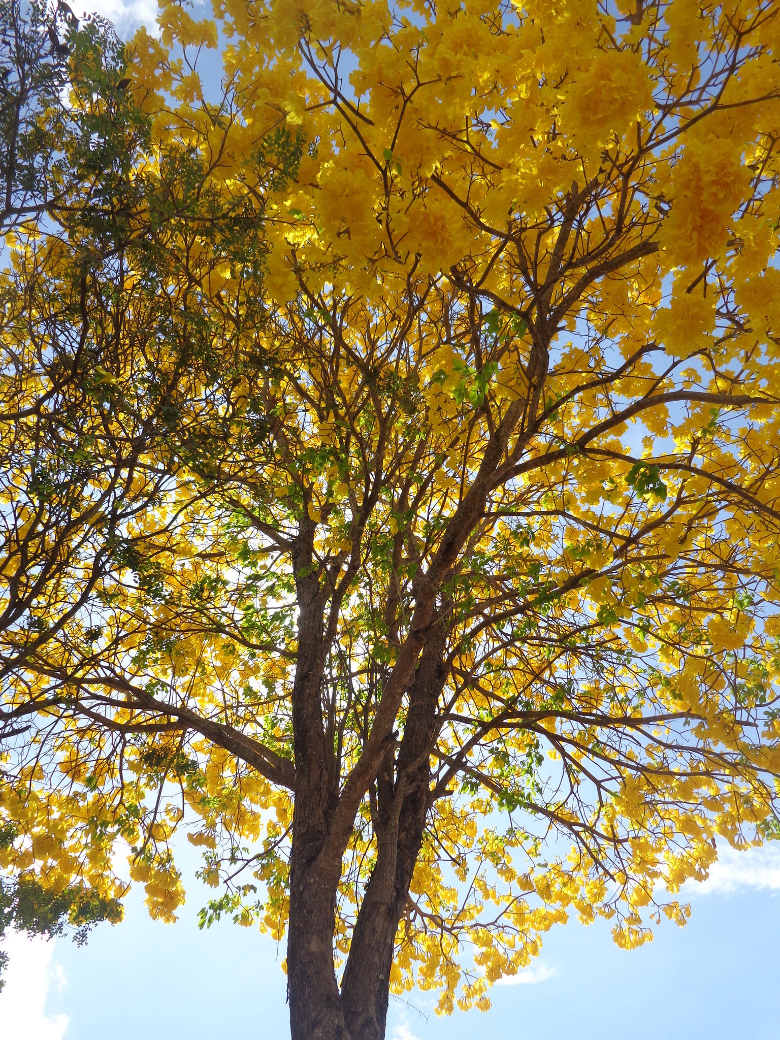 Imagem de Ipê-amarelo