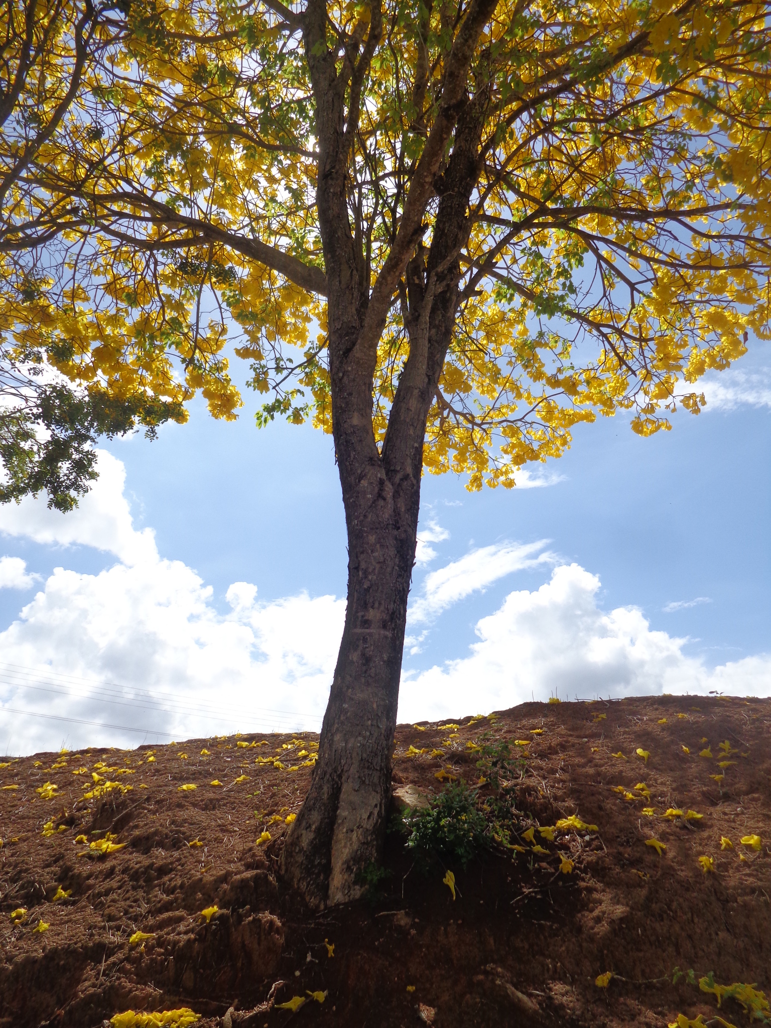 Imagem de Ipê-amarelo