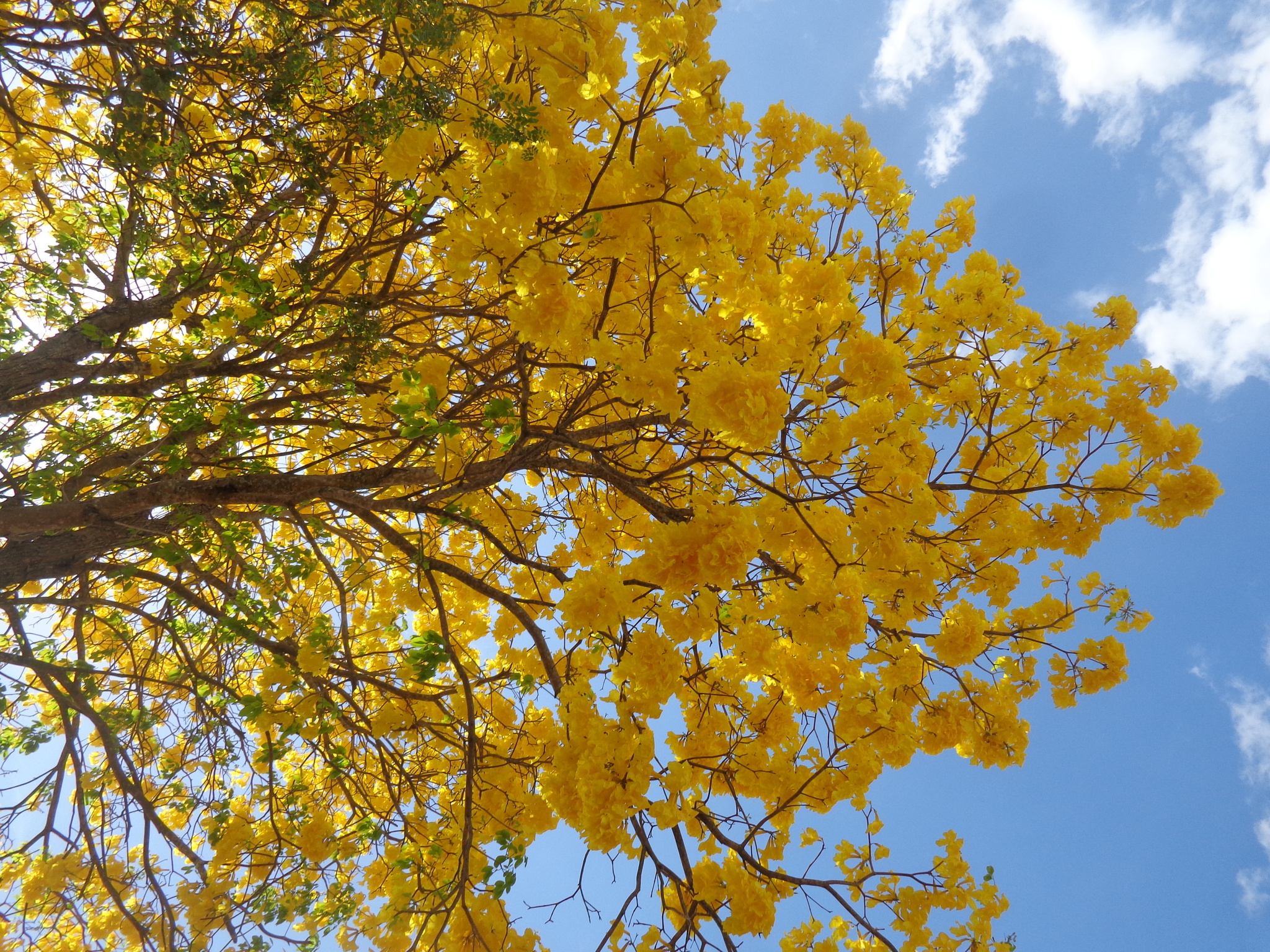 Imagem de Ipê-amarelo