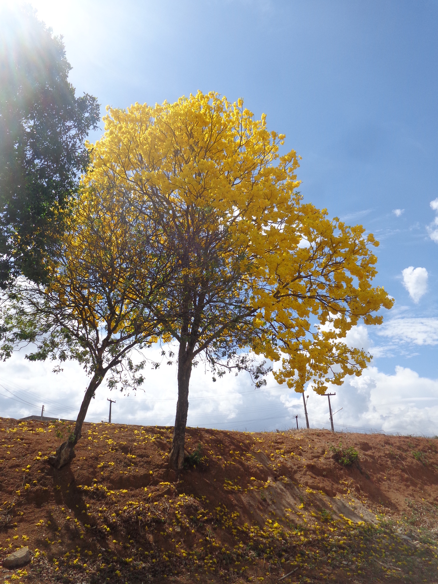 Imagem de Ipê-amarelo