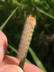 Cisseps fulvicollis