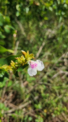 Image of Qualea Cordata (Qualea cordata) by no rights reserved