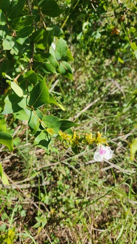 Image of Qualea Cordata (Qualea cordata) by no rights reserved