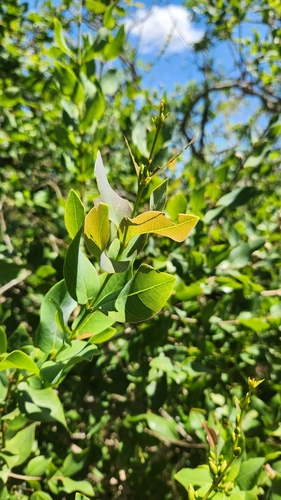 Image of Qualea Cordata (Qualea cordata) by no rights reserved