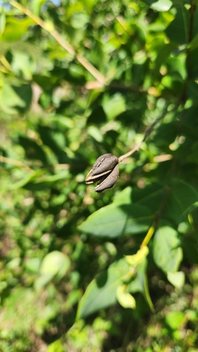 Image of Qualea Cordata (Qualea cordata) by no rights reserved