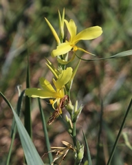 Canna glauca