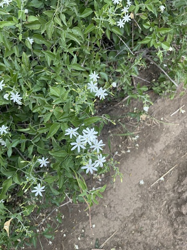 Jasminum multiflorum observed 2024-01-27