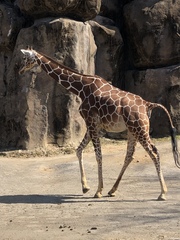 Giraffa