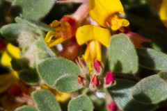 Acmispon decumbens decumbens