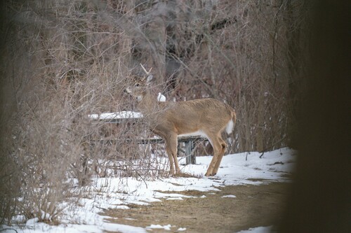 White-tailed Deer photographed in Iowa