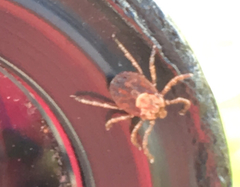 Dermacentor occidentalis