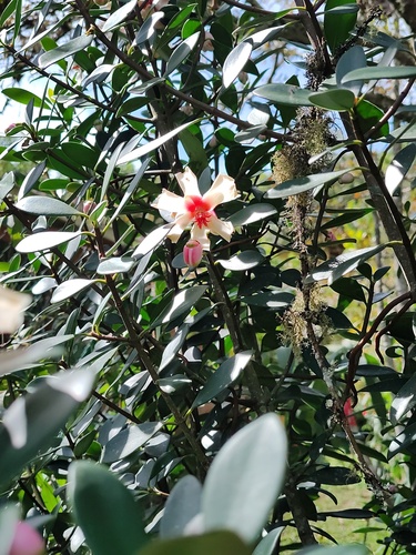 Clusia orthoneura, photograph 6