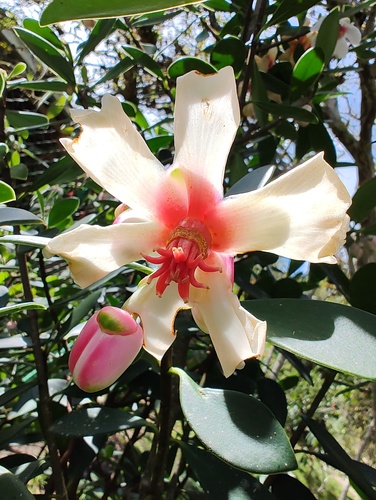 Clusia orthoneura (Clusia orthoneura)