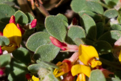 Acmispon decumbens decumbens