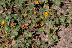 Acmispon decumbens decumbens