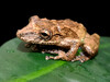 Boulenger's Snouted Tree Frog - Photo (c) Felipe Barrera Ocampo, some rights reserved (CC BY-NC), uploaded by Felipe Barrera Ocampo