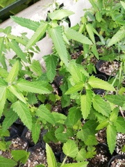 Adurgoa gonagra