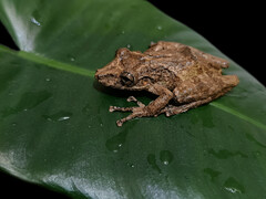 Boulenger's Snouted Treefrog photo 4