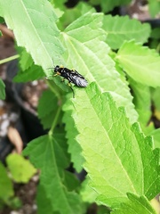 Adurgoa gonagra