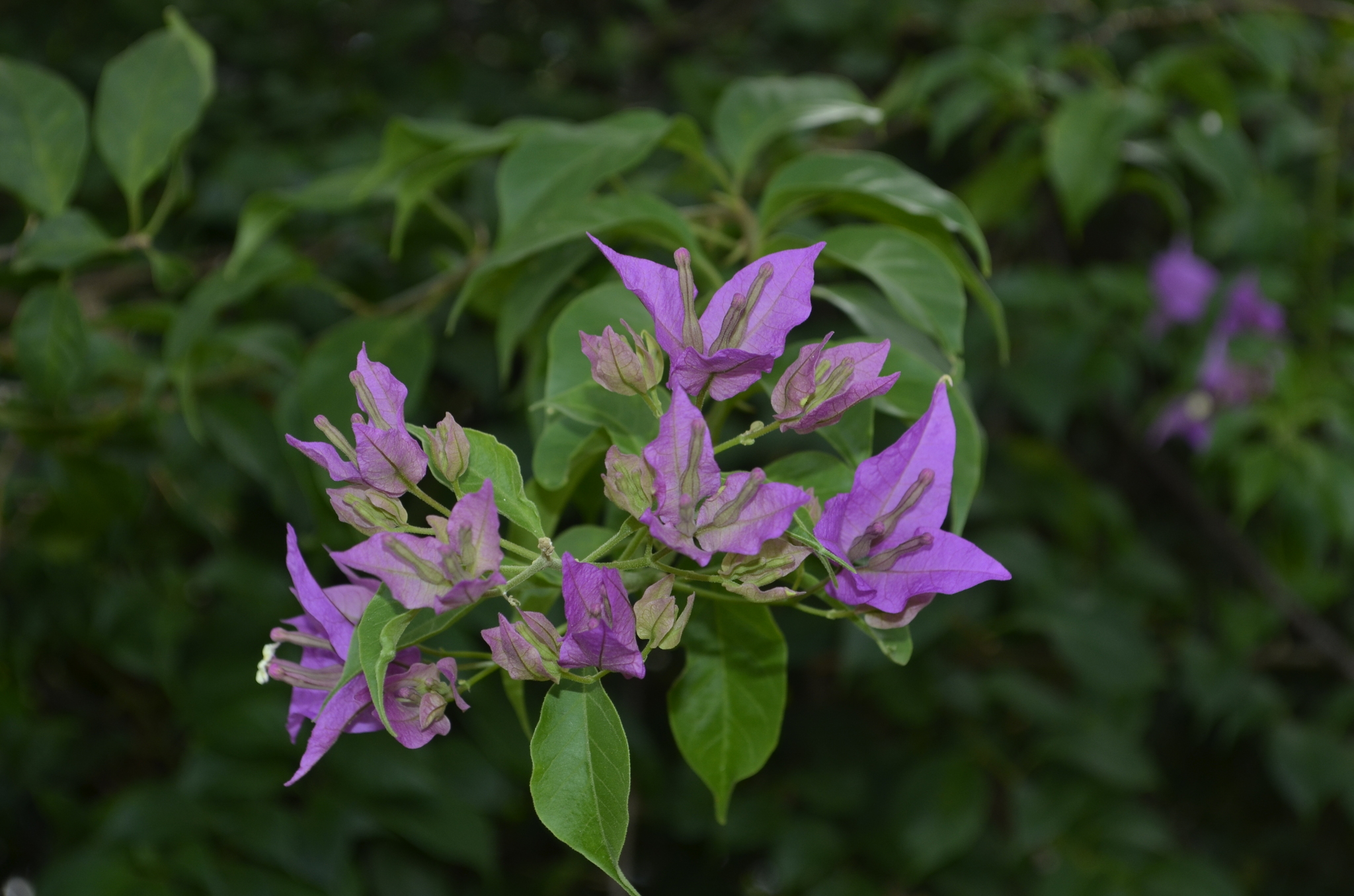 Imagem de Primavera