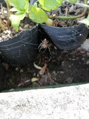 Alpaida gallardoi