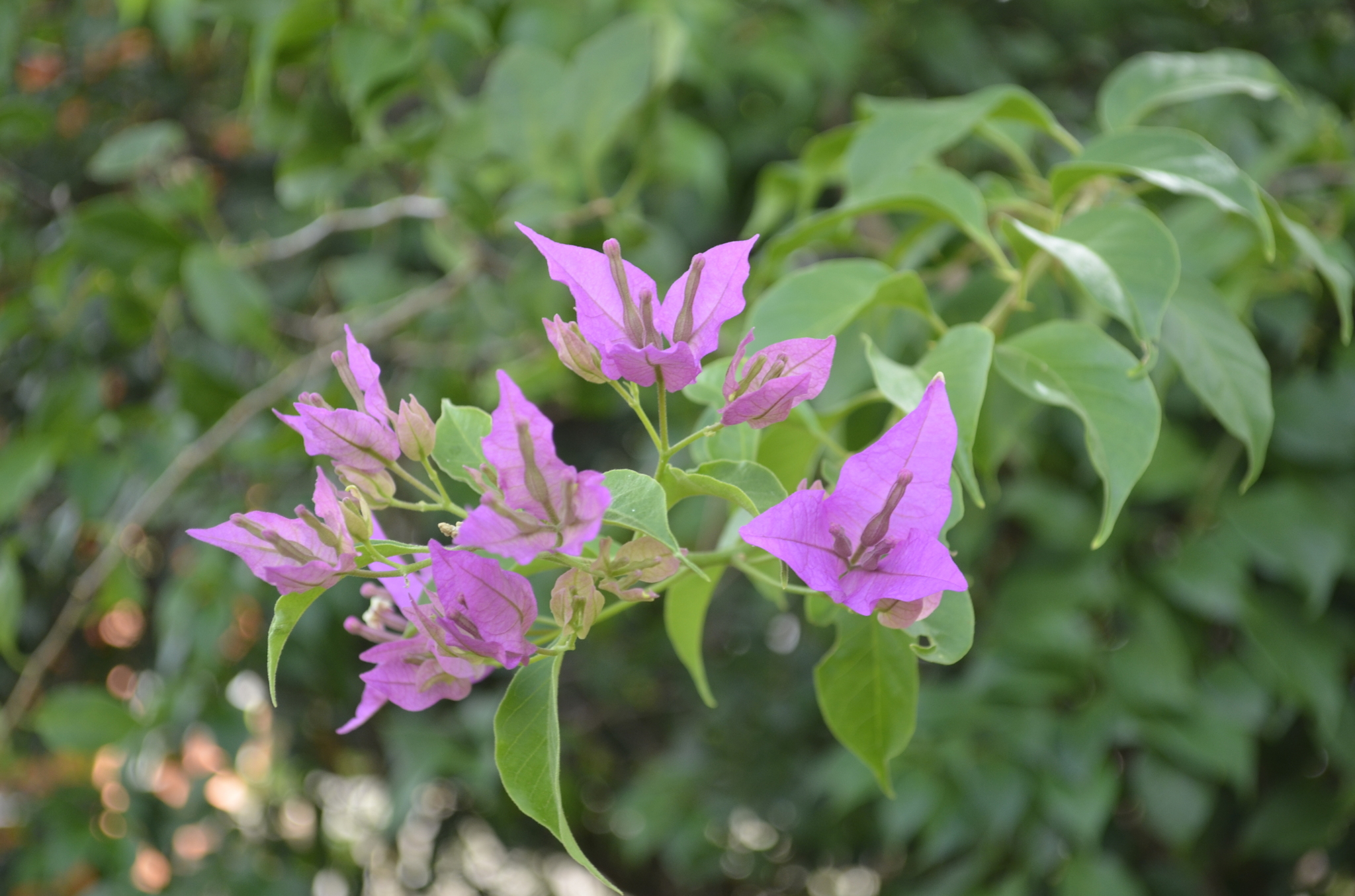 Imagem de Primavera