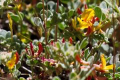 Acmispon decumbens decumbens
