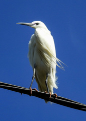 Egretta garzetta