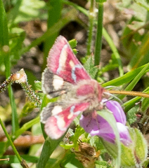 Schinia pulchripennis