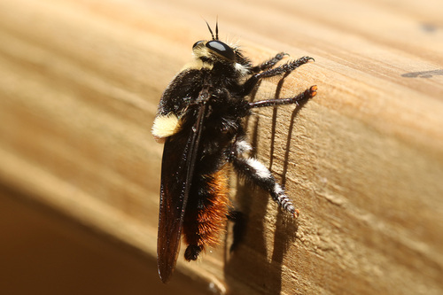 Mallophora ruficauda photo 5