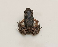 Common Rocket Frog photo 2