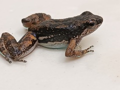 Common Rocket Frog photo 4