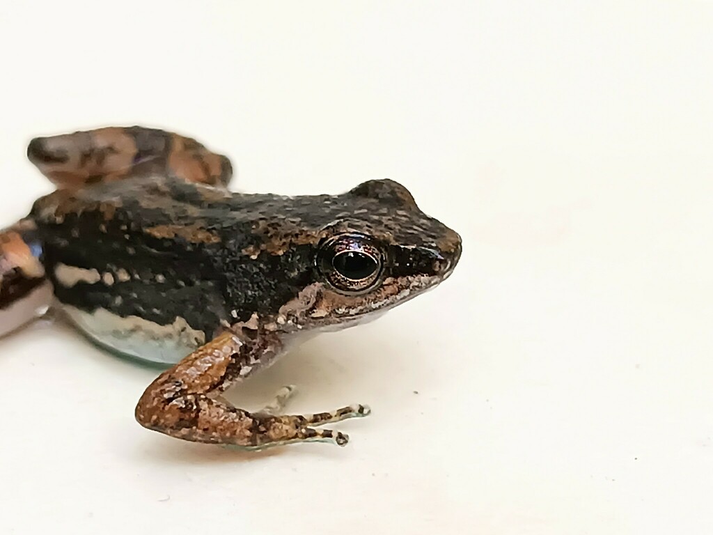 Common Rocket Frog