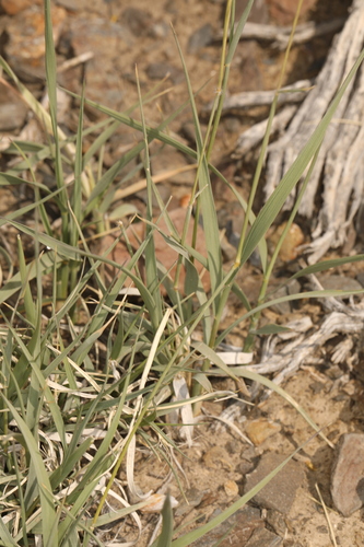 Image of Hilaria jamesii by (c) Steve Matson, some rights reserved (CC BY)