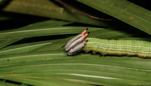 Opsiphanes quiteria quiteria