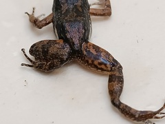 Common Rocket Frog photo 3