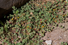 Acmispon decumbens decumbens