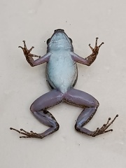 Common Rocket Frog photo 5