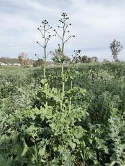 Opopanax chironium