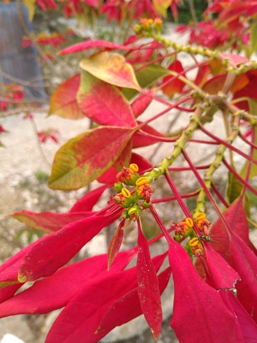Foto de Bico-de-papagaio