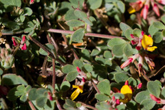 Acmispon decumbens decumbens