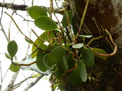 Peperomia obtusifolia
